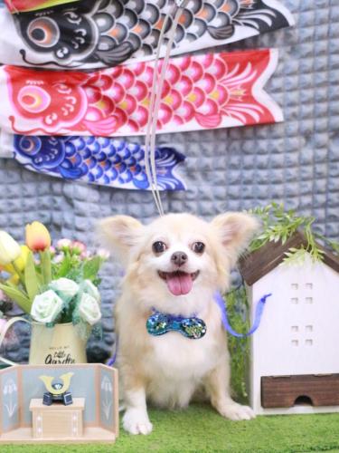 20230503チャッピーちゃん